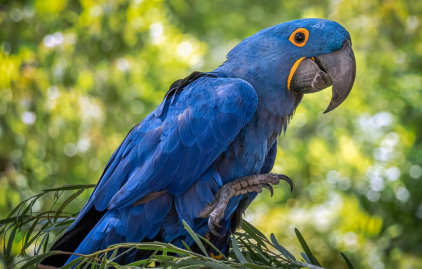 bird, feathers, beak, parrot, hyacinth macaw , section животные, blue macaw HD wallpaper