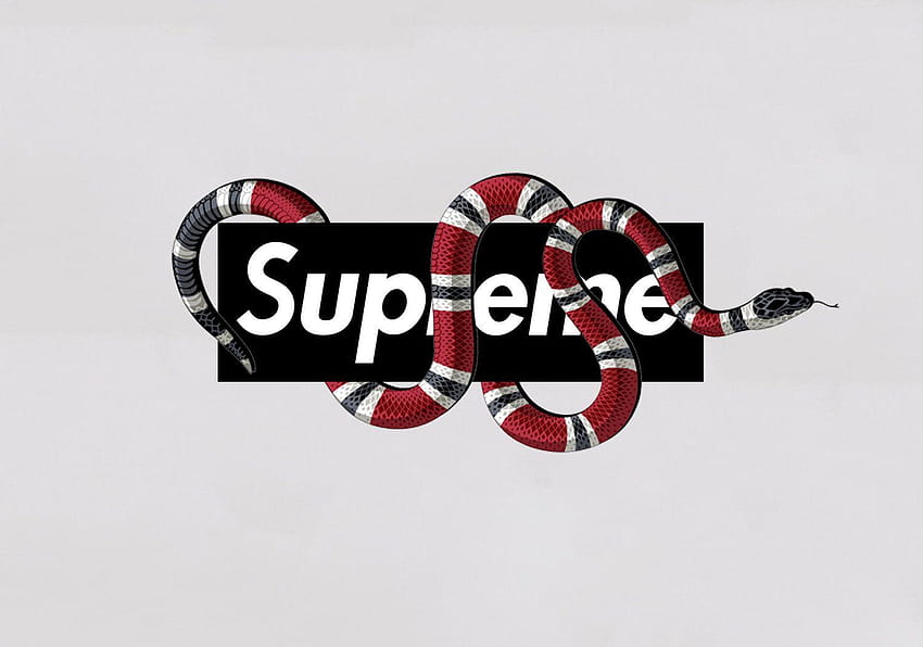 Gucci X Supreme Logosu, yüce yılan HD duvar kağıdı