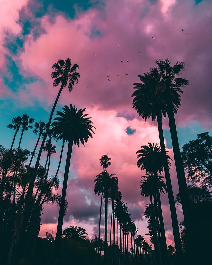 Palme – Beverly Hills, California, Malibu California tramonto Sfondo del telefono HD