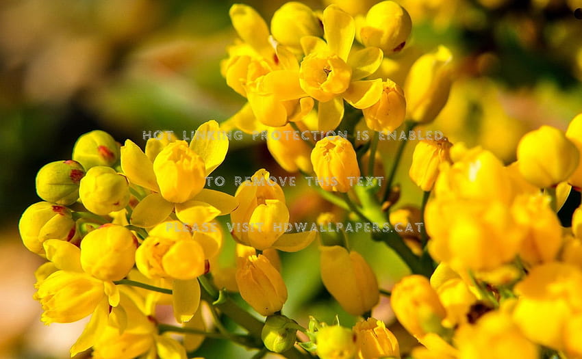 yellow spring flower fragrance scent lovely HD wallpaper