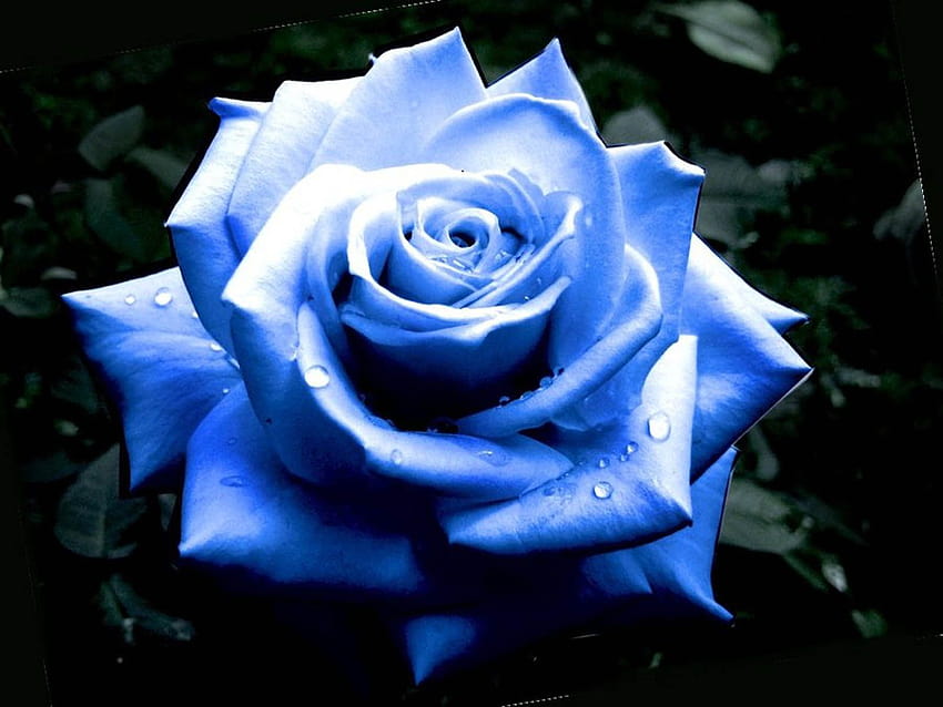Beautiful blue rose HD wallpaper | Pxfuel