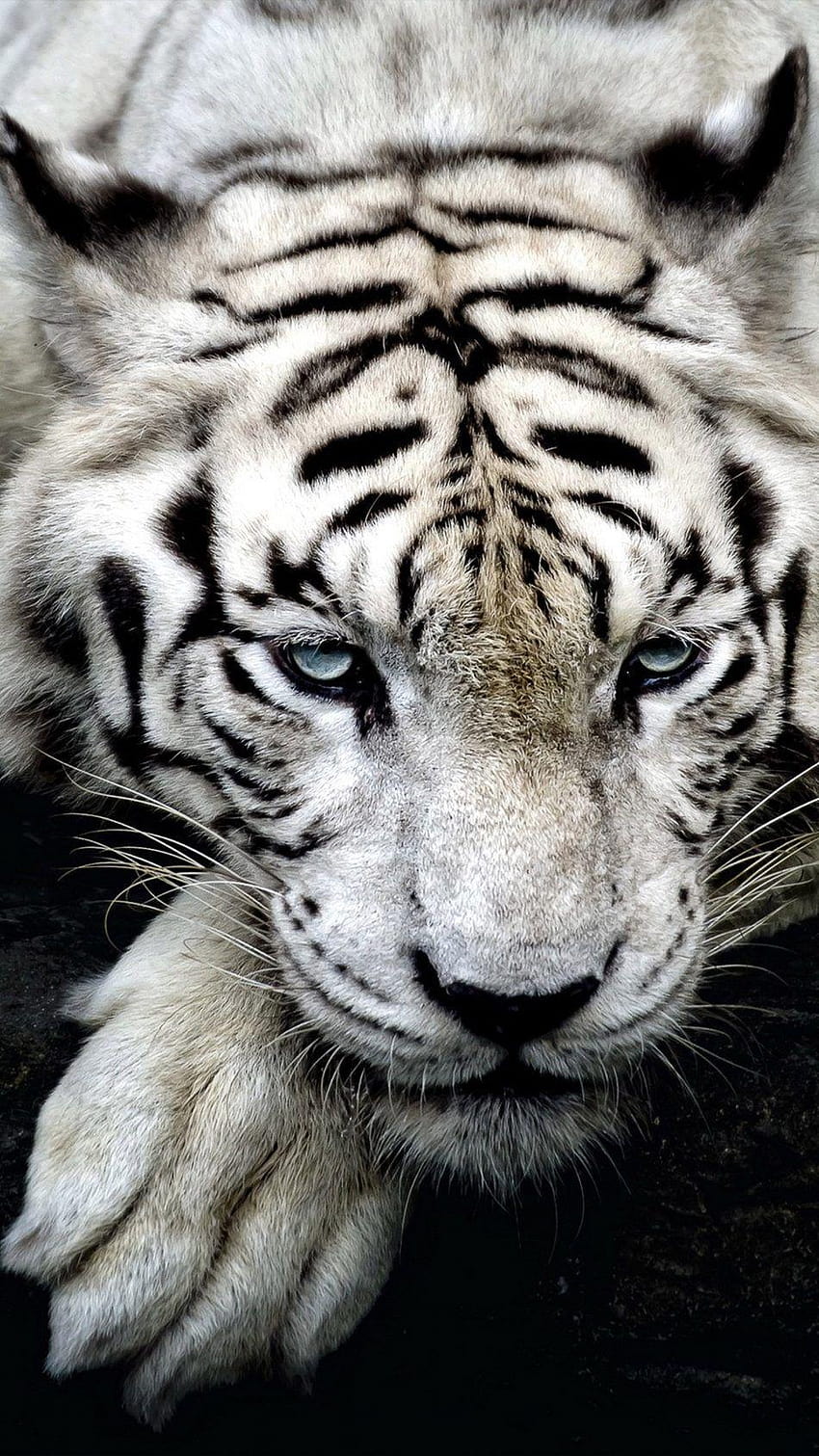Fauna selvatica della tigre bianca Sfondo del telefono HD