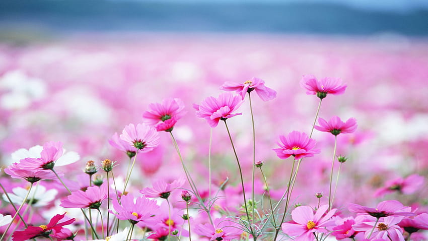 Tận hưởng mùa hè với những bông hoa mầu hồng tinh tế, nhẹ nhàng. Hình ảnh này sẽ mang đến cho bạn không gian nhẹ nhàng, mơ màng đúng chất hè rực rỡ.