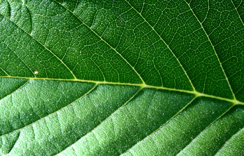 나뭇잎 질감 HD 월페이퍼