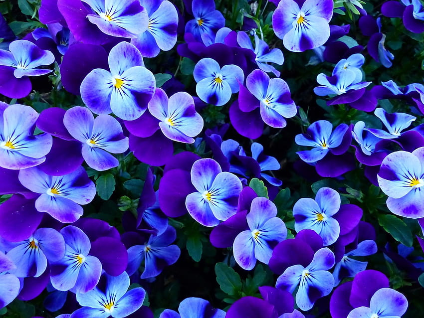 Pansy flowers , Pansies, Violet flowers, Garden, Spring, Flowers, spring light purple HD wallpaper