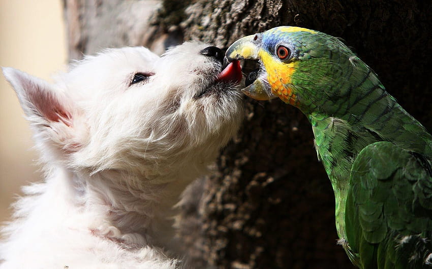 dogs kissing parrots 1680x1050 High Quality, kissing dogs HD wallpaper