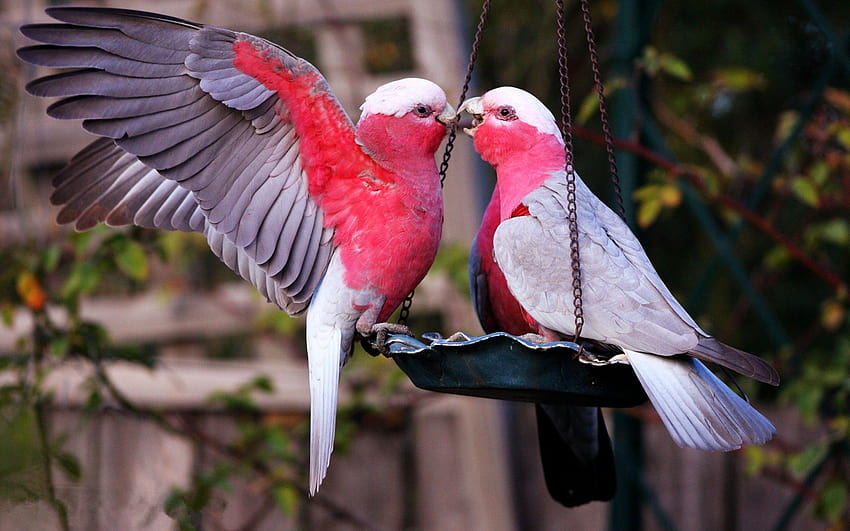 baiser d'oiseau, baiser de perroquet, baiser d'amour 3d Fond d'écran HD