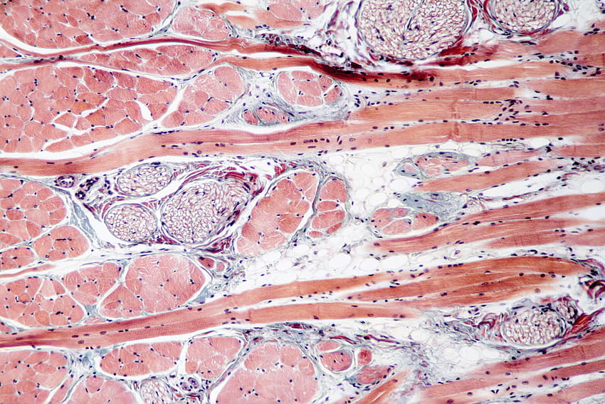 : Fixed slide cross section of muscle tissue, histology HD wallpaper