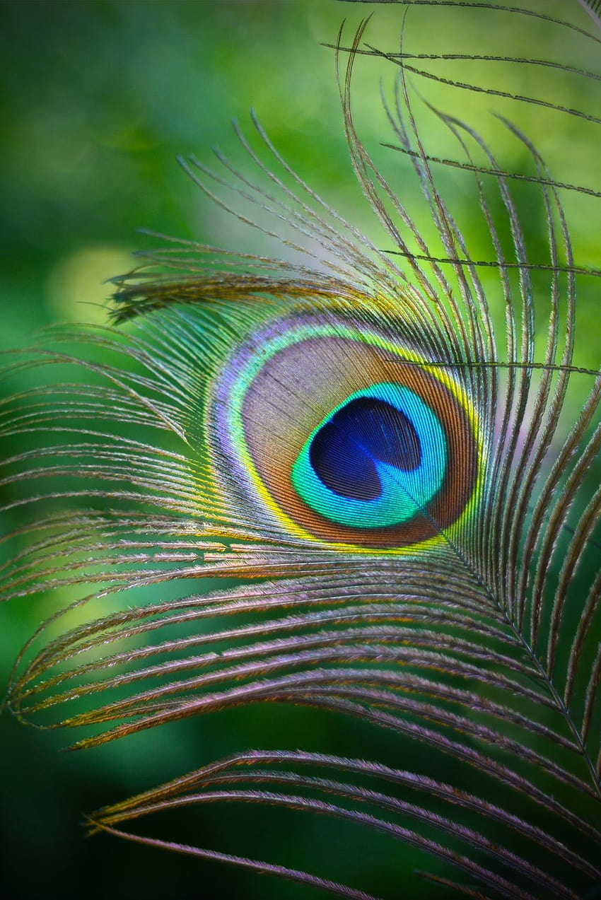 35 Peacock Feather, krishna feather HD phone wallpaper