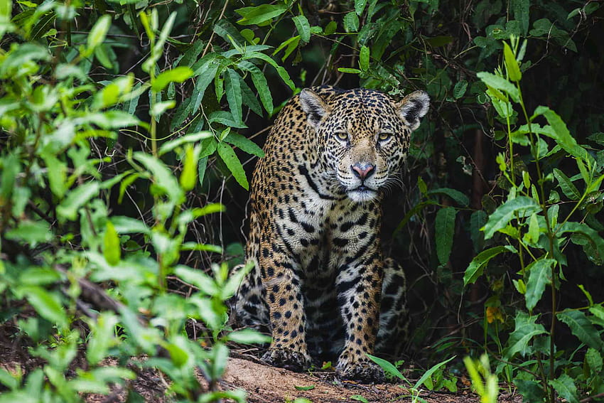 10 Remarkable Rainforest Animals, tropical animals HD wallpaper