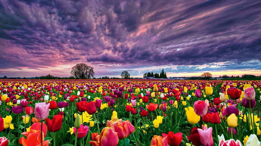 Campi di tulipani ad alta risoluzione, campo di tulipani Sfondo HD