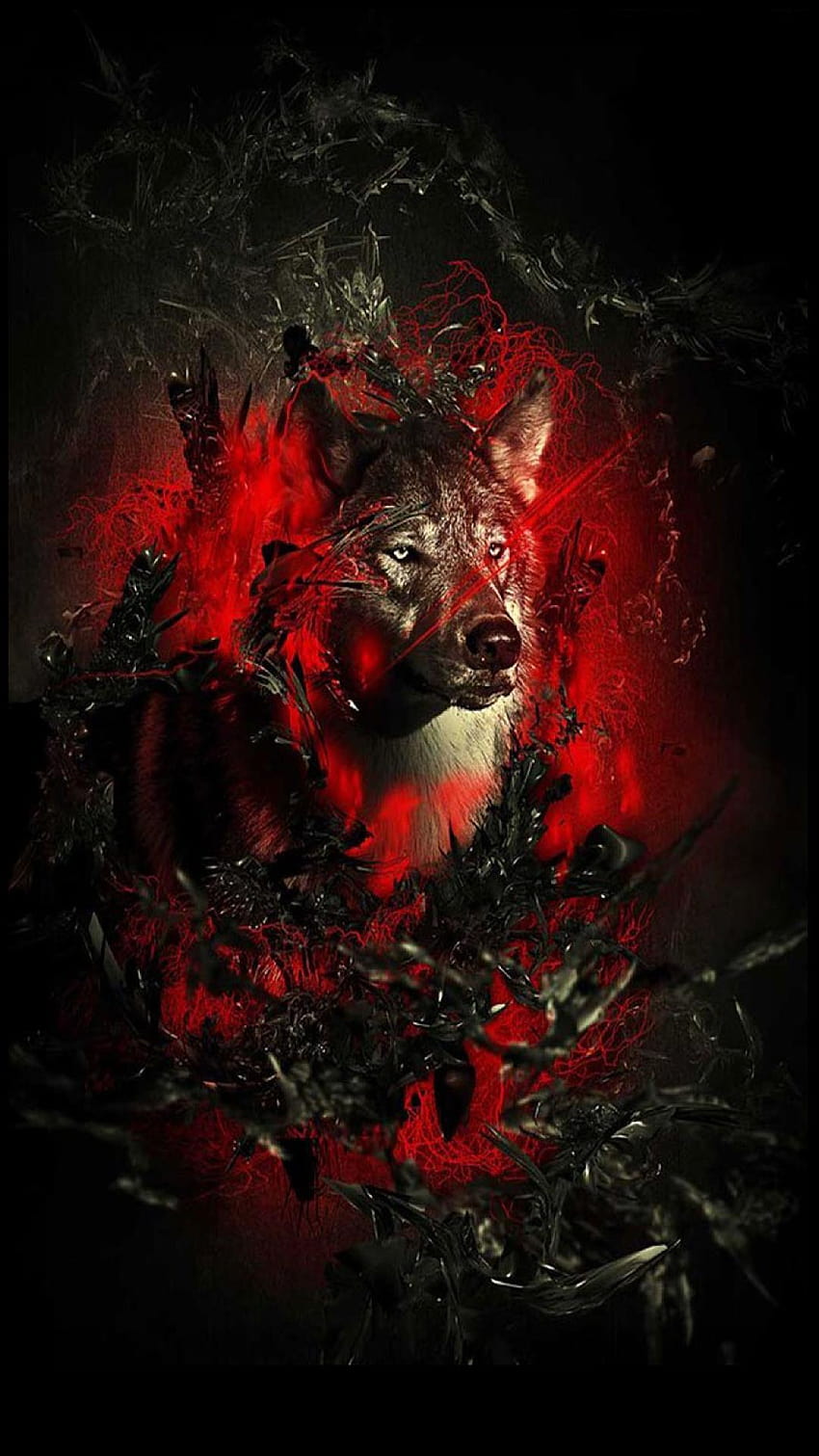 Roter Wolf gepostet von Ryan Sellers, rote Wölfe HD-Handy-Hintergrundbild