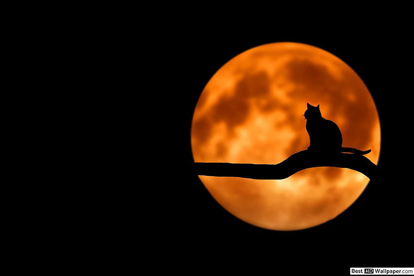 cat silhouette in night moonlight, orange moonlight HD wallpaper
