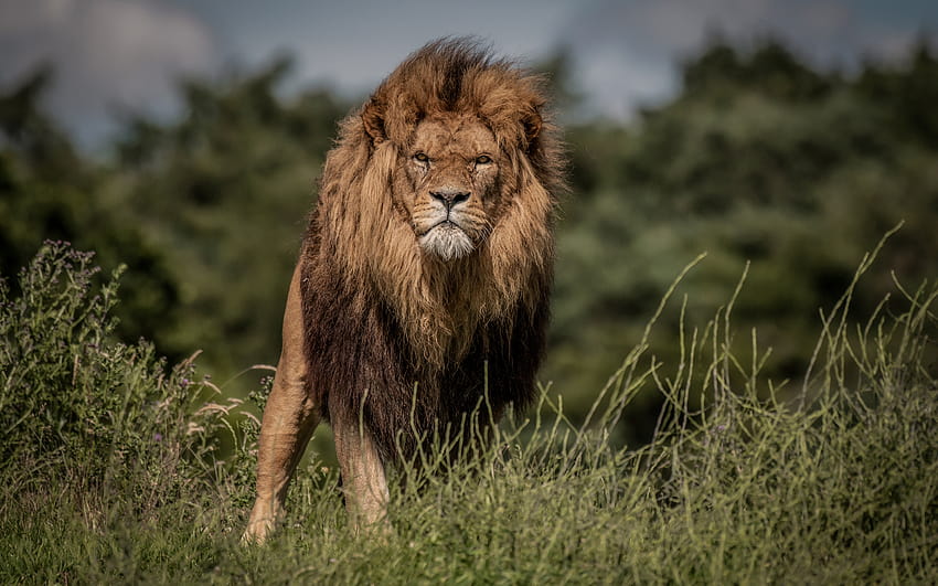 lion, wildlife, predator, lions, Africa, wild animals, dangerous animals with resolution 2880x1800. High Quality HD wallpaper