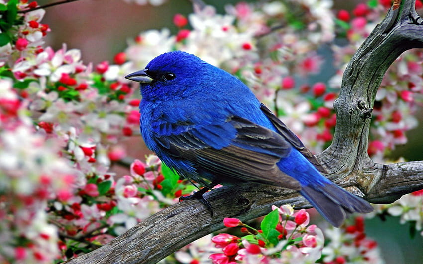 Beautiful Spring Birds, spring time birds HD wallpaper