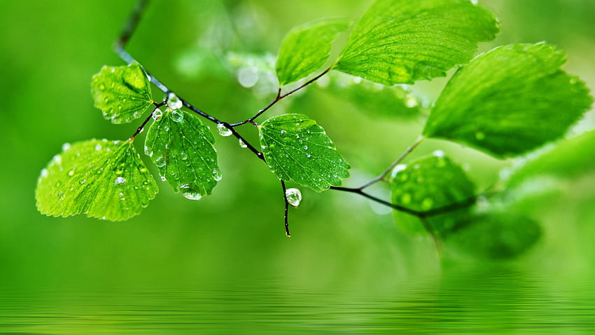 ใบไม้ธรรมชาติสีเขียว หยดน้ำ หยดน้ำ ปกป้องดวงตา วอลล์เปเปอร์ HD