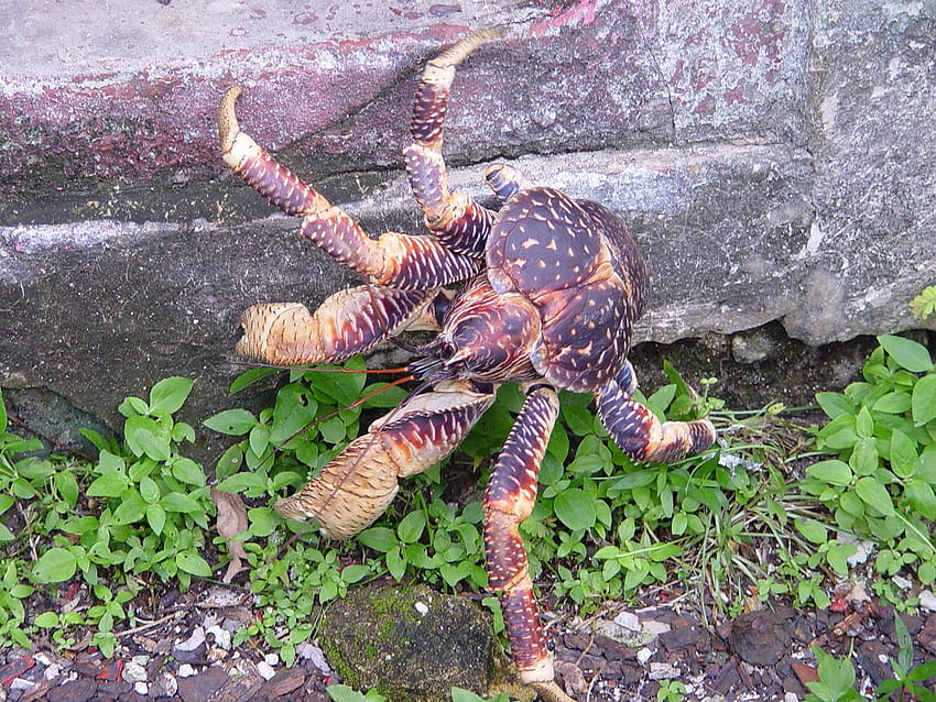 Giant Coconut Crabs Pinch Harder Than Most Animals Bite HD wallpaper