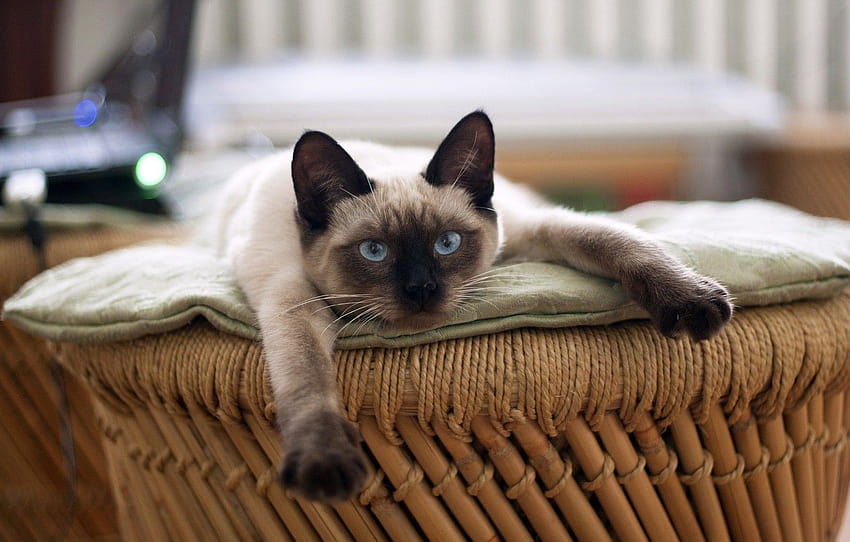 resting, looking at the camera, Siamese cat , section кошки, siamese cats HD wallpaper