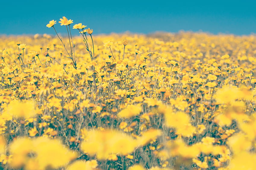 Yellow Flowers Blue Sky, aesthetic flower and sky HD wallpaper