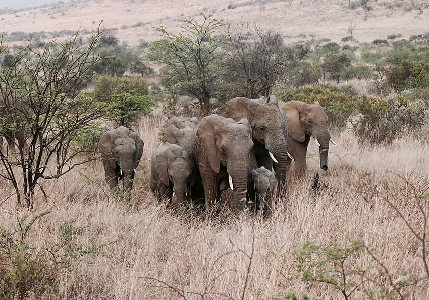 Mandria di elefanti, gruppo di elefanti Sfondo HD