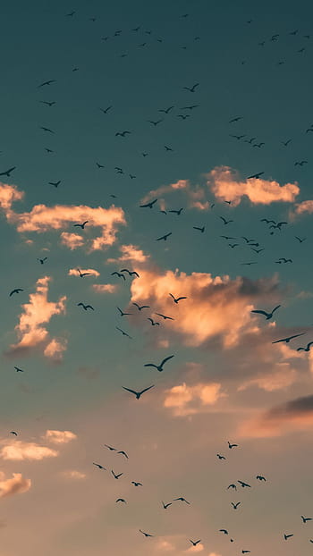 flying birds tumblr background