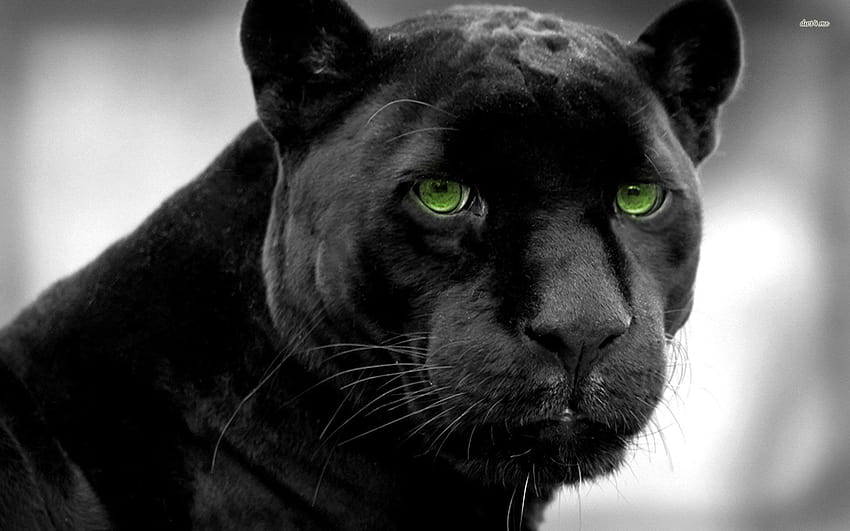 black panther animal HD wallpaper