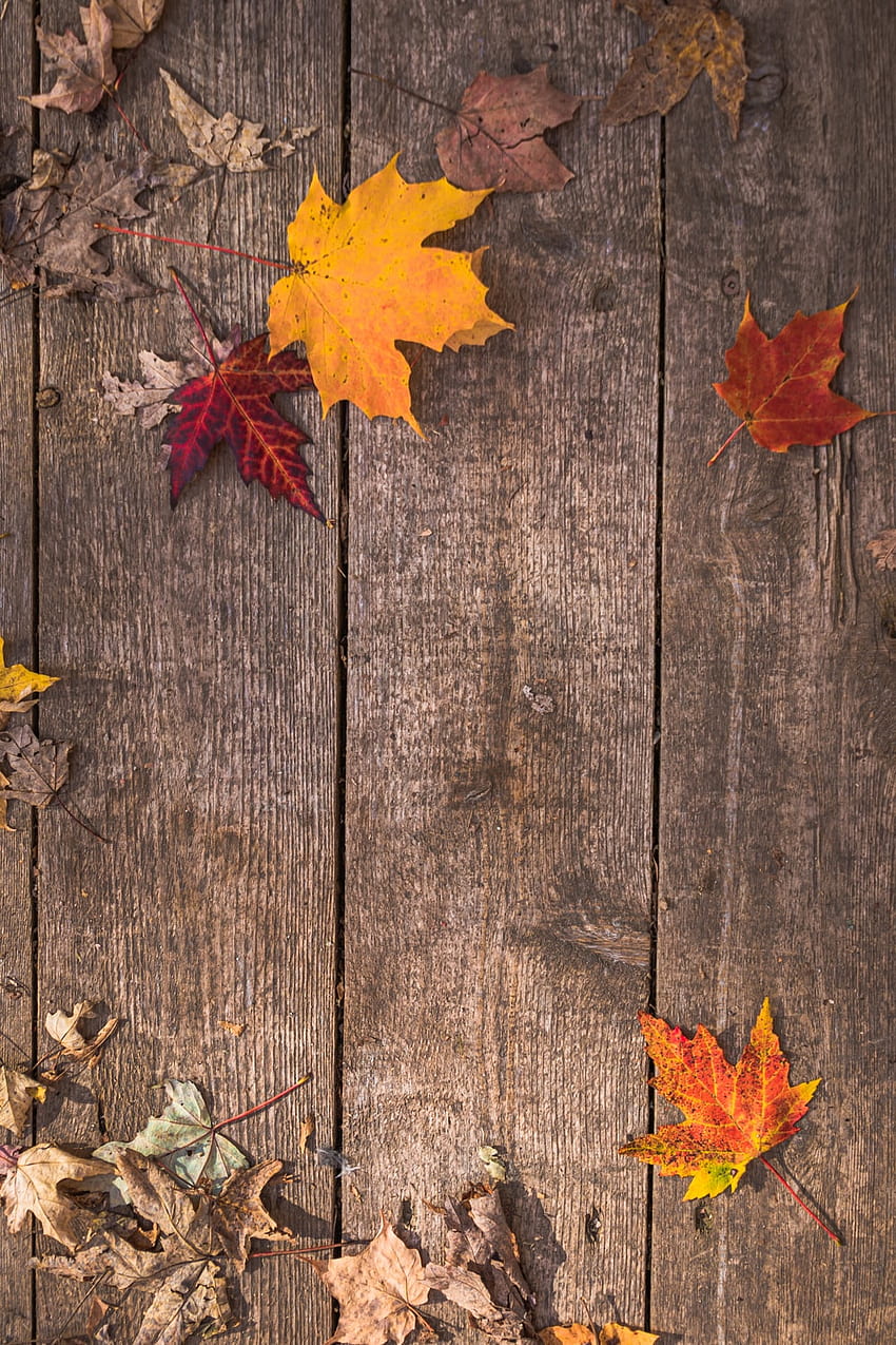 50 Maple Leaf [], folhas de outono de bordo Papel de parede de celular HD