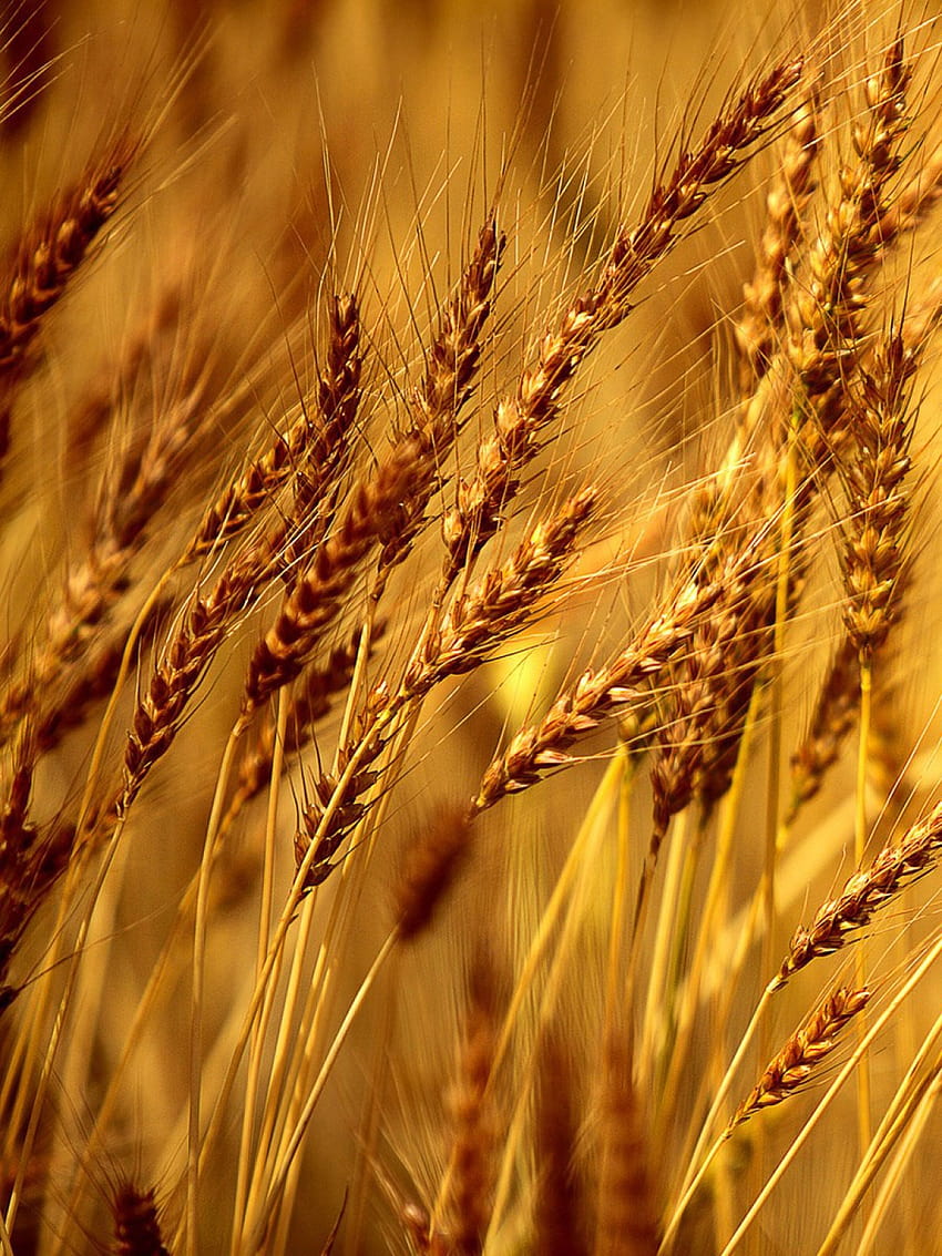 Wheat Field Bokeh Mobile, wheat field mobile HD phone wallpaper