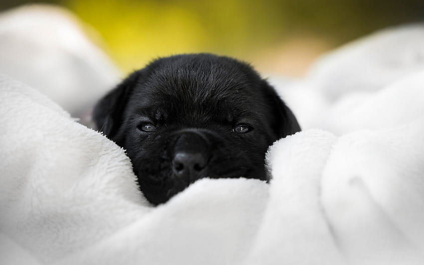Cane Corso, little black puppy, cute little animals, dogs, pets, puppies with resolution 1920x1200. High Quality HD wallpaper