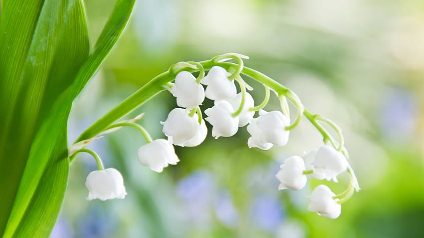 hermosas flores de primavera frescas de alta resolución completas, flores de principios de primavera fondo de pantalla