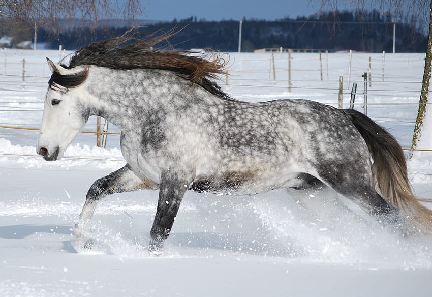 Dapple Grey Horse HD тапет