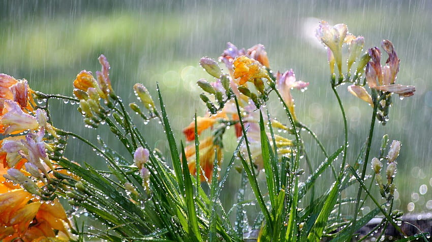 Flower Flowers sias Gardens Rain Weather Seasons Plants Summer, spring rain wind HD wallpaper