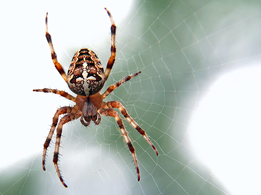 Spider Insect HD wallpaper | Pxfuel