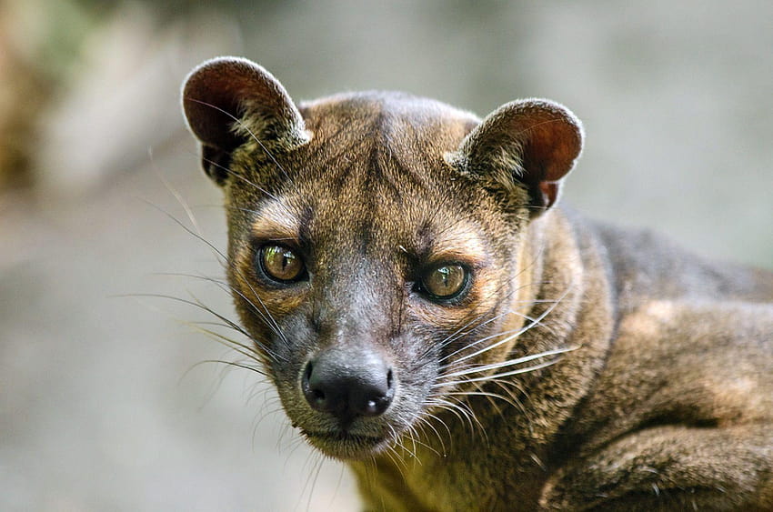 Fossa Backgrounds HD wallpaper | Pxfuel