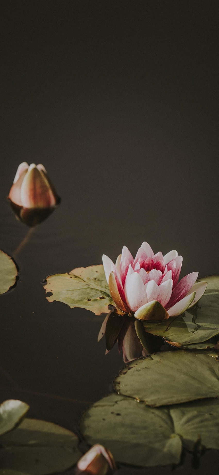 Lily pad iPhone X, lily flower iphone HD phone wallpaper