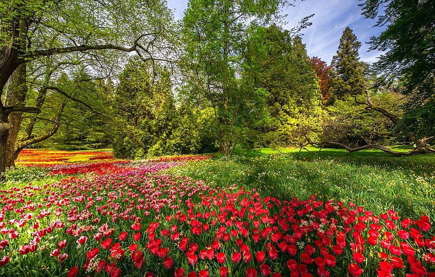 trees, flowers, Park, spring, Germany, tulips, Germany, Baden, mainau island HD wallpaper