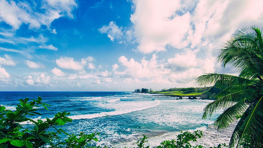 Ocean Waves Clouds Palm Maui Beach Hawaii Blue Palms, hawaii aesthetic HD wallpaper
