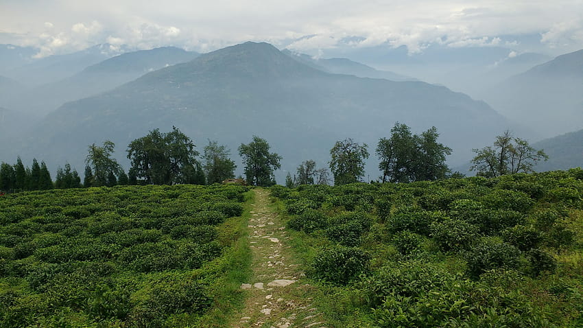 View from the tea gardens of Sikkim [OC][4160x2340] HD wallpaper