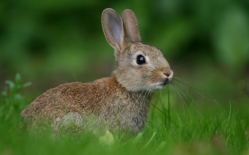 rabbit high resolution, cute bunnies HD wallpaper