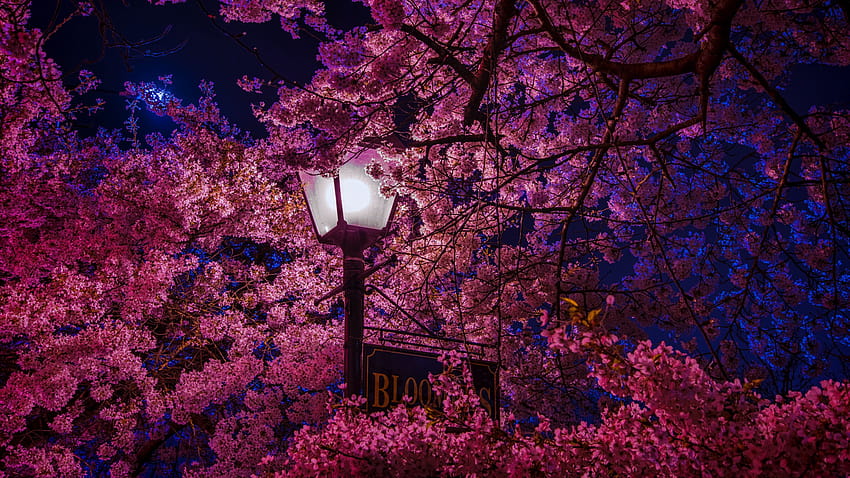 2560x1440 sakura, kwiaty, latarnia, noc, wiosna panoramiczny 16:9 tła, wiosna Chromebook Tapeta HD