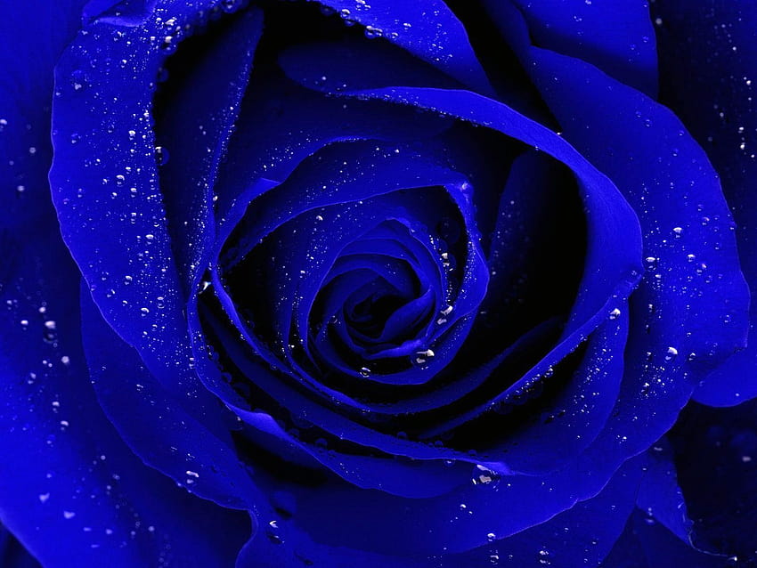 Black and Blue Rose, blue and red rose HD wallpaper | Pxfuel