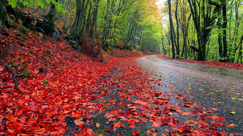 Есенен горски път Червени паднали листа, влажна земна гора с дървета от габър Фонове за Windows : 13 HD тапет