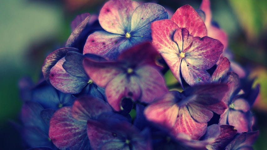 pink, Purple, Hydrangea, Flowers / and Mobile, pink hydrangea HD wallpaper