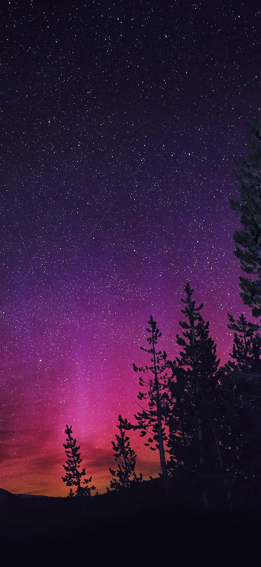 Aurora boreale viola sul cane, iphone aurora Sfondo del telefono HD