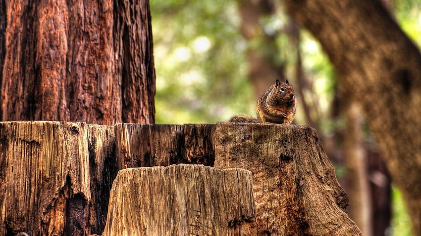 : squirrel, hemp, sitting, animal, forest 1920x1080 HD wallpaper