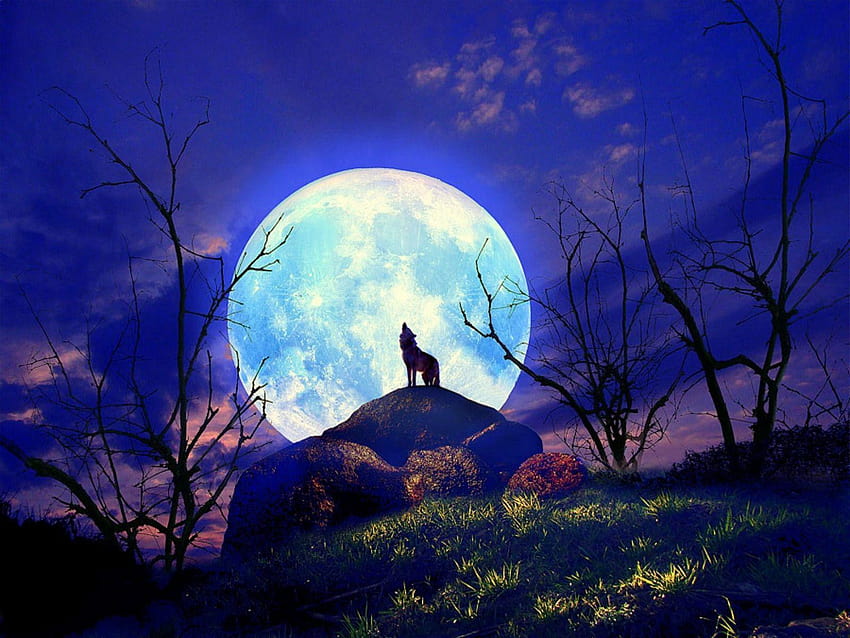 Full Moon Wolf Pack , Backgrounds, wolf howling at the red moon HD wallpaper