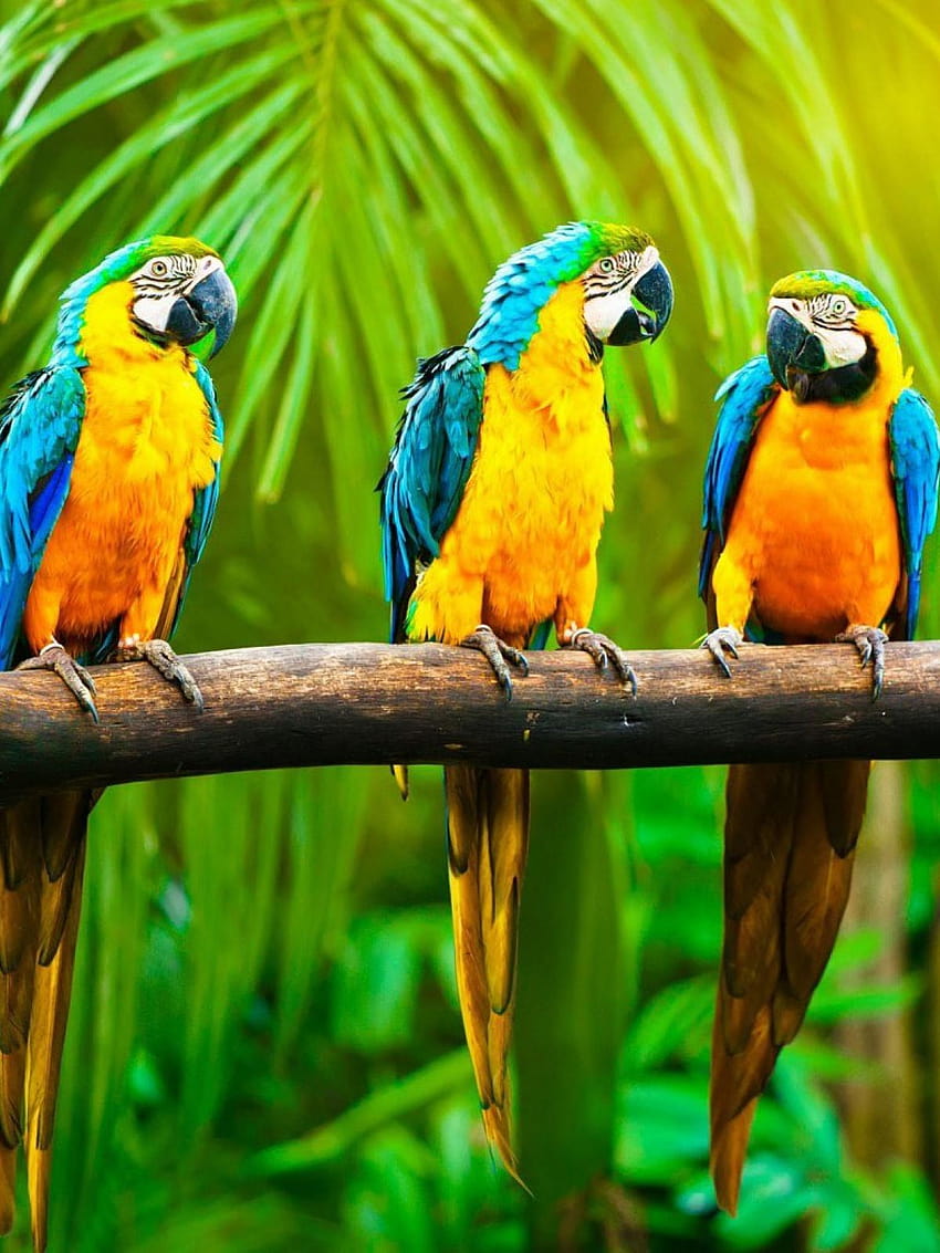 Parrots Branch Jungle Mobile HD phone wallpaper | Pxfuel