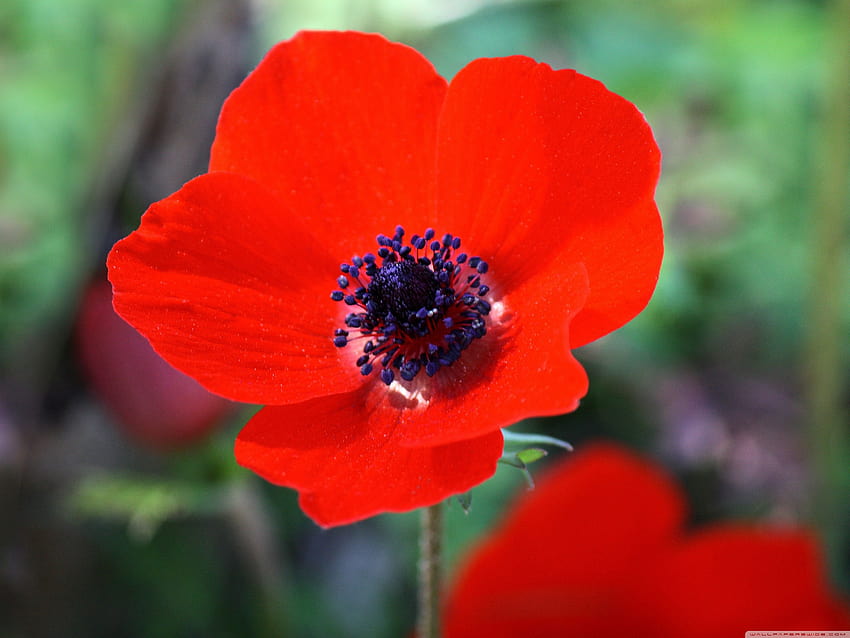 Red Anemone Flower Ultra Backgrounds for HD wallpaper | Pxfuel