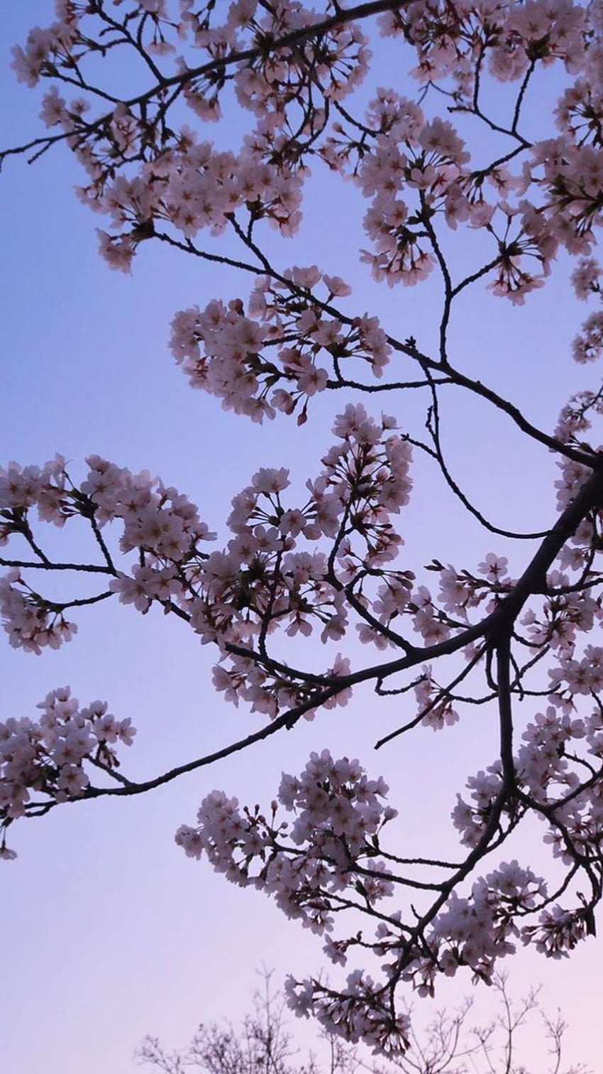 Cherry Blossom Estetik Iphone, kiraz çiçeği estetik telefon HD telefon duvar kağıdı