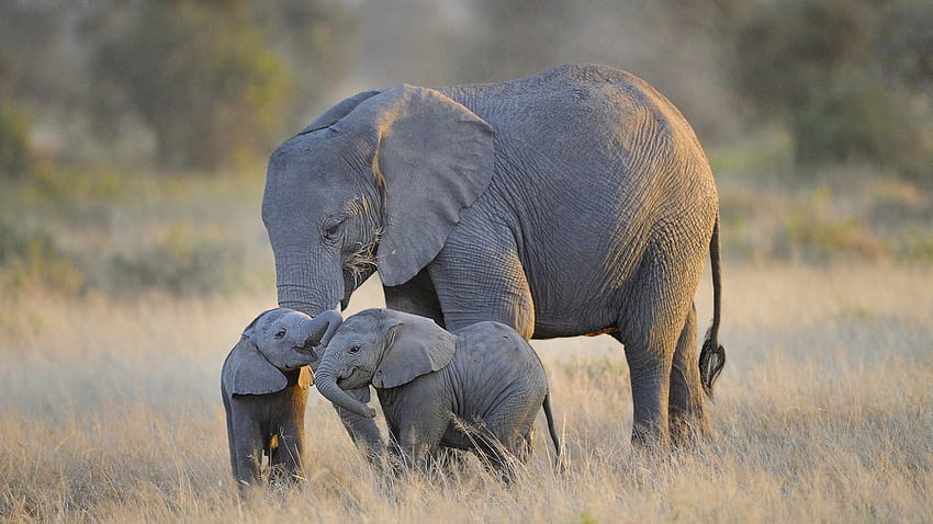 Elephant And Baby, cute elephant aesthetic HD wallpaper
